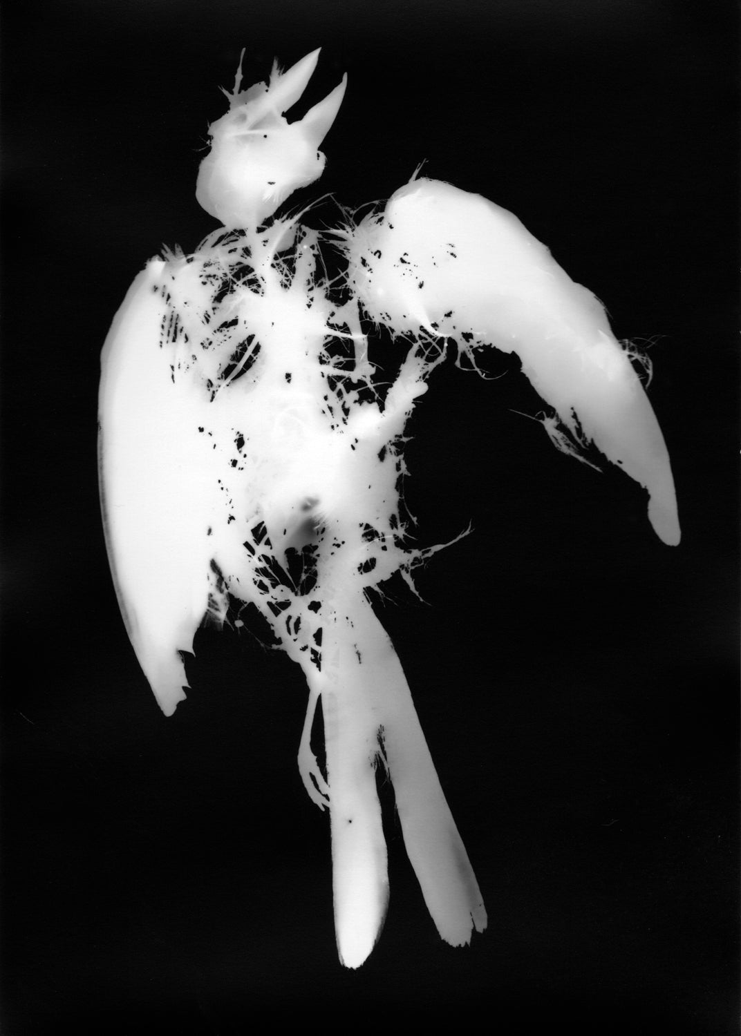 "Alma Quebrada" silver gelatin photogram by Shawn Saumell