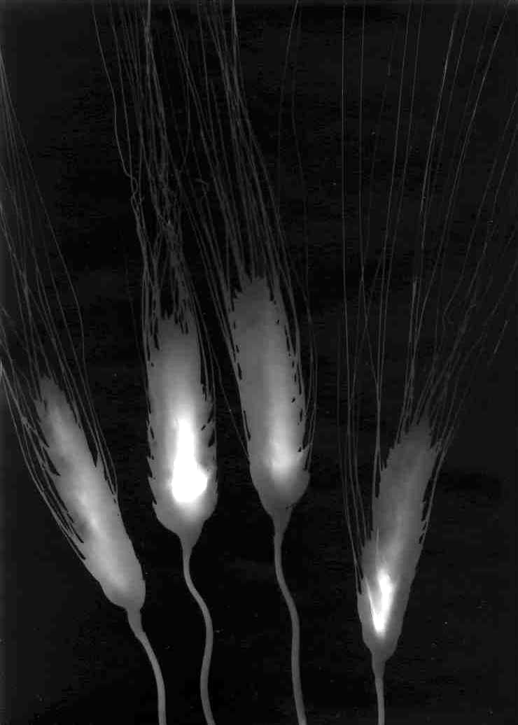 "Ergot" silver gelatin photogram by Shawn Saumell