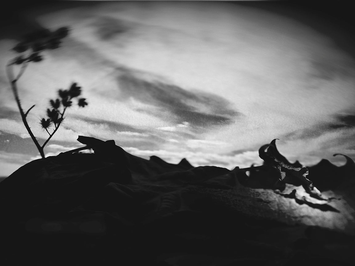 "Labiate" archival pigment print by Shawn Saumell