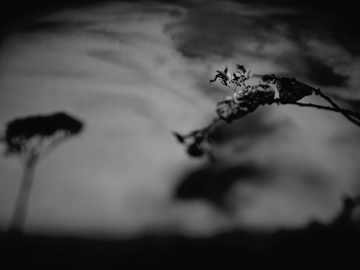 "Hover," archival pigment print by Shawn Saumell