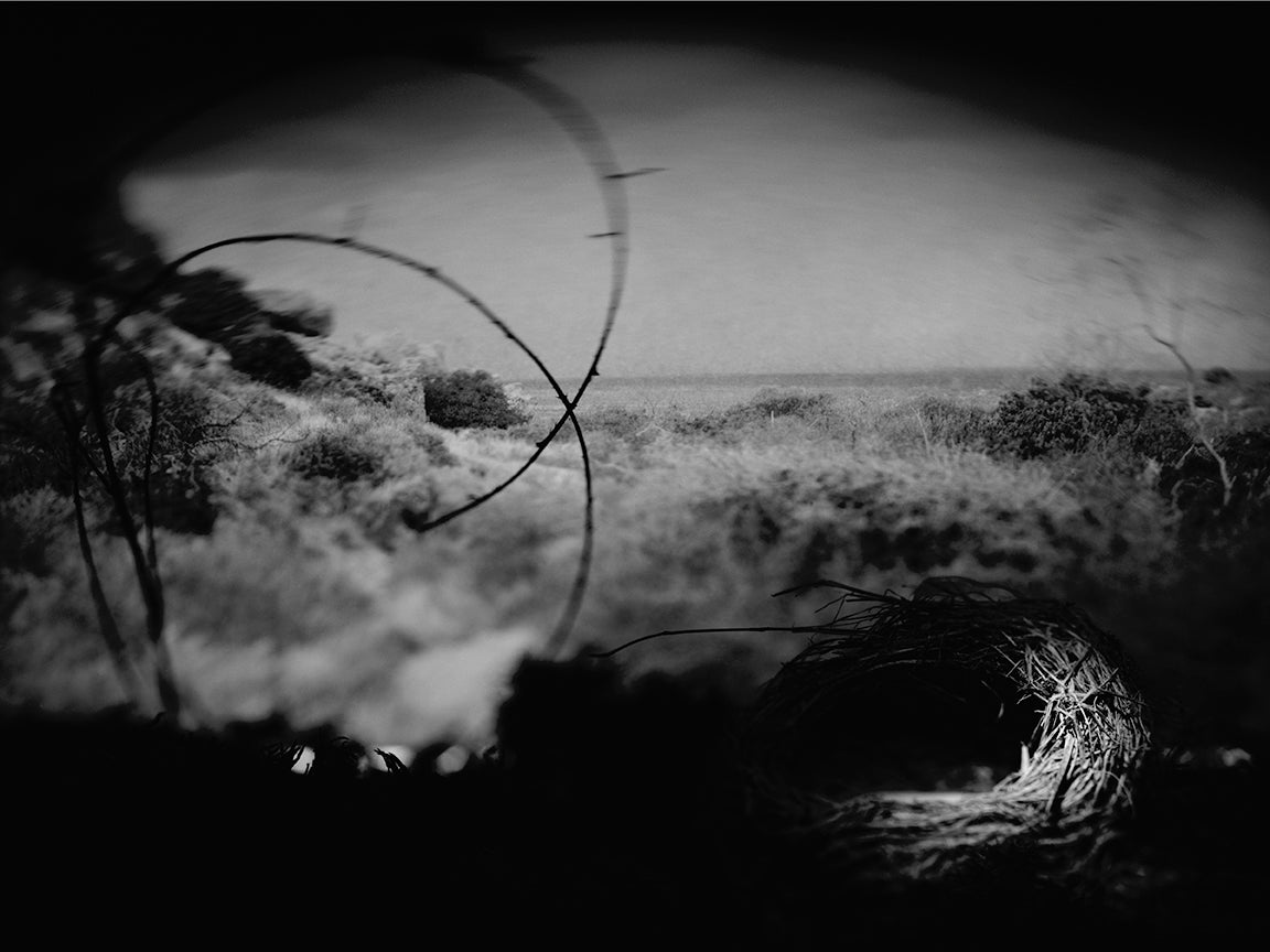"Whip," archival pigment print by Shawn Saumell