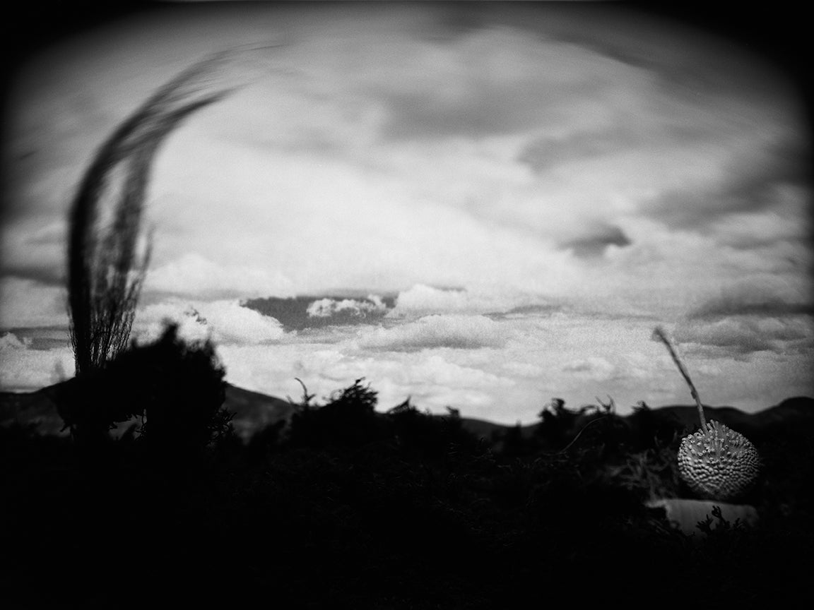 "Burgeon" archival pigment print by Shawn Saumell
