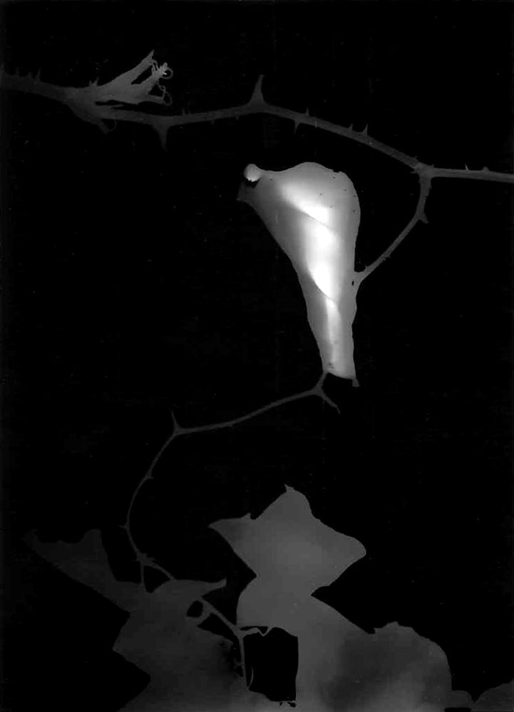 "Thorns" silver gelatin photogram by Shawn Saumell