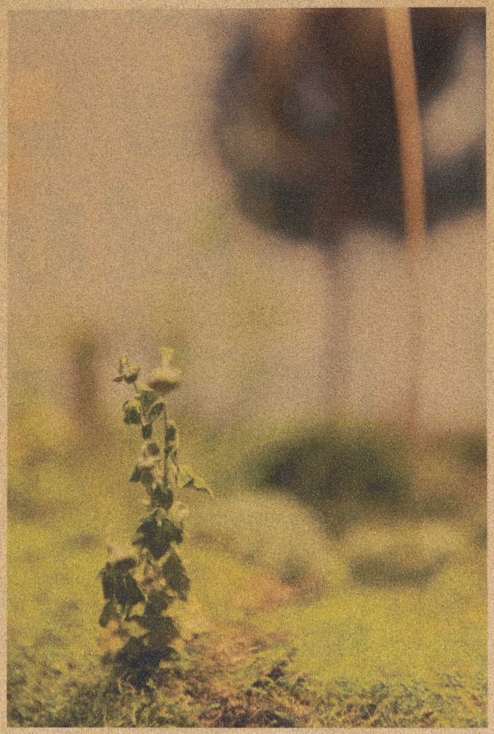 "Hone" archival pigment print on sandpaper by Shawn Saumell