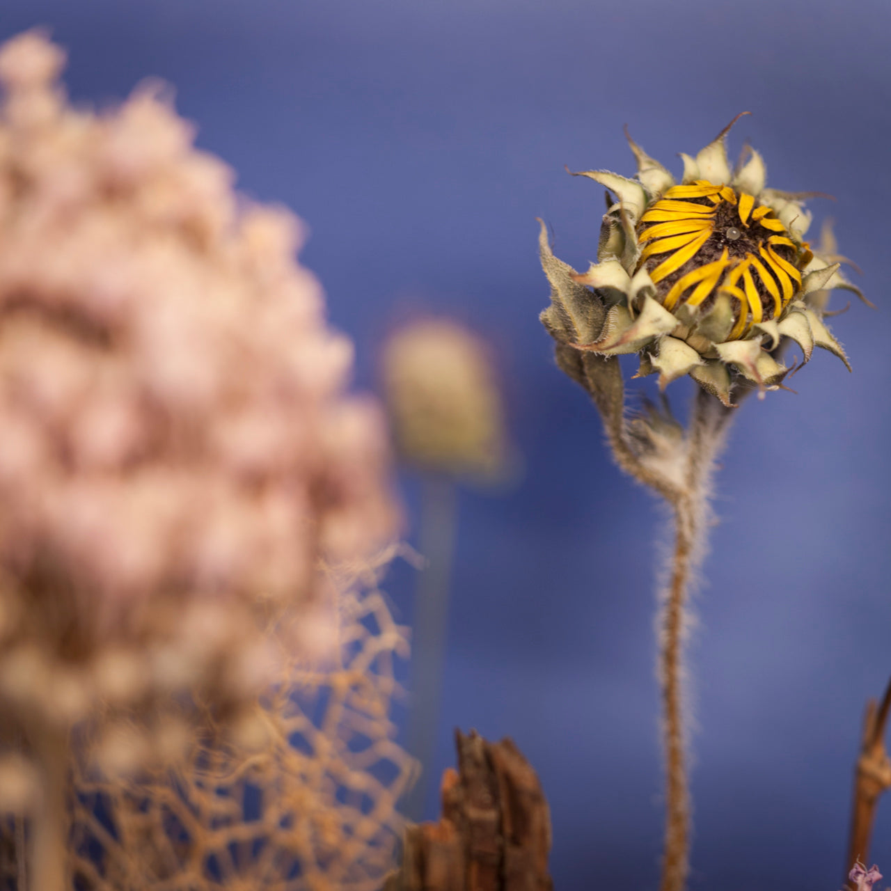 "Stretch," archival pigment on wood panel by Shawn Saumell